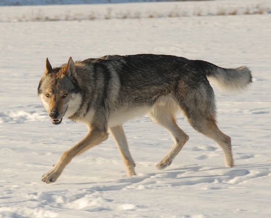 z Peronowki kennel