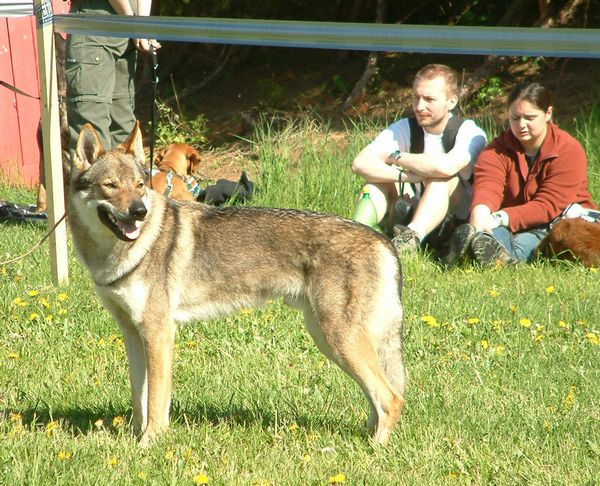 Amber Wolf z Peronowki