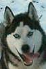 Bild des Benutzers Canis_lupus_husky